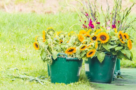 Two green buckets of sunflowers and gladiolus.