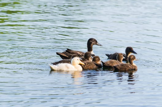 Duck family in the water. Ducklings try the first swim.