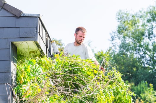 Gardener on the ladder at work..