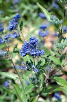 Bartblume, Caryopteris x clandonensis