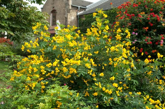 Chinesische  Senna  Cassia