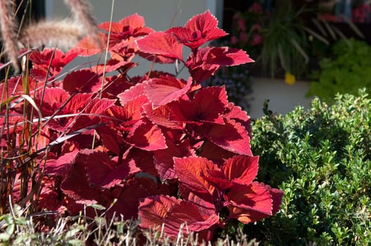 Buntnessel  Caipirinha  Solenostemon