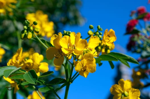 Chinesische  Senna  Cassia