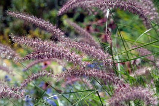 Lampenputzergras  Pennisetum  orientale