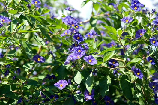 potato shrub,solanum,ratonettii,gentian shrub
