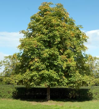 Kastanienbaum  Kastanie  Rosskastanie  Aesculus