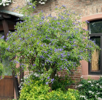 potato shrub,solanum,ratonettii,gentian shrub