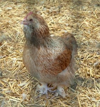Lachshuhn, Haushuhnrasse, Legehuehner