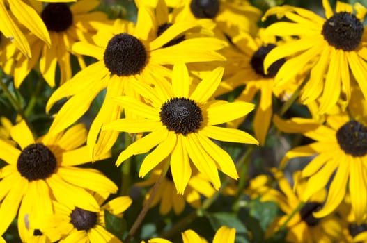 Sonnenhut  Rudbeckia hirta  Staudenpflanze