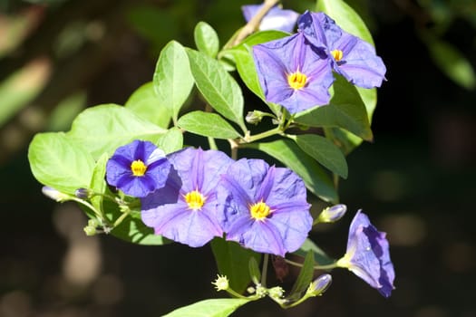 potato shrub,solanum,ratonettii,gentian shrub