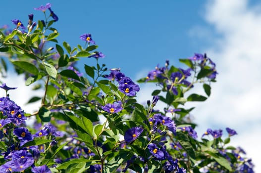 potato shrub,solanum,ratonettii,gentian shrub