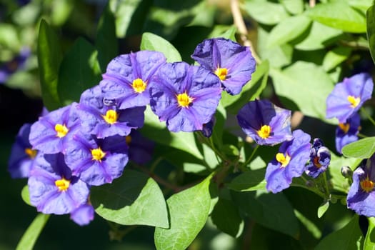 potato shrub,solanum,ratonettii,gentian shrub