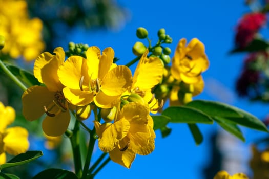 Chinesische  Senna  Cassia