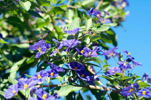 potato shrub,solanum,ratonettii,gentian shrub
