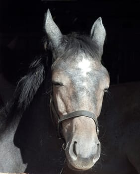 Pferd  Pferdekopf  Stall
