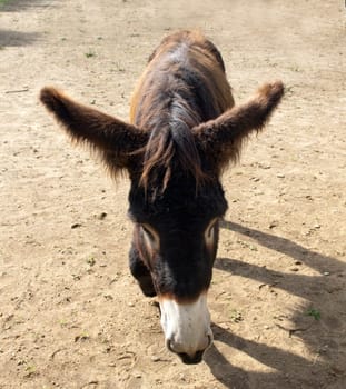 Poitou-Esel, Esel  Equus, Haustier