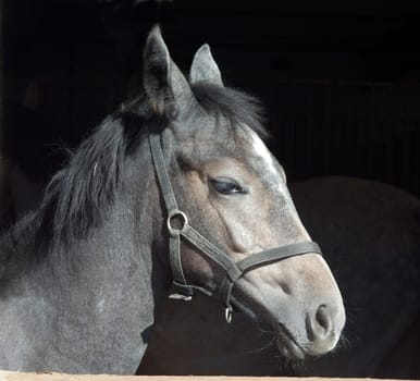 Pferd  Pferdekopf  Stall