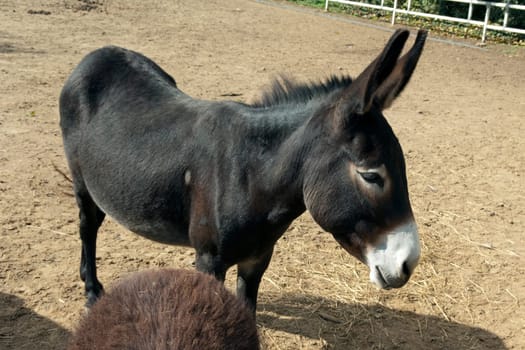 Poitou-Esel, Esel  Equus, Haustier