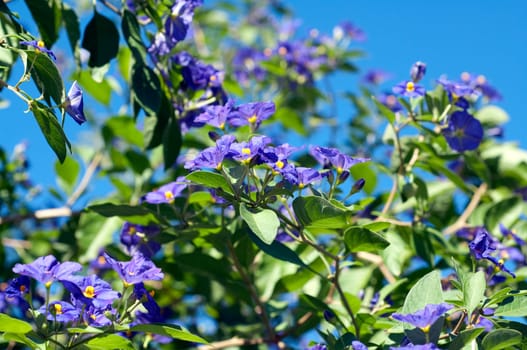 potato shrub,solanum,ratonettii,gentian shrub