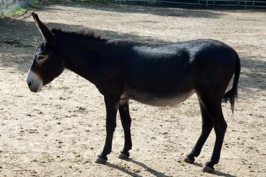 Poitou-Esel, Esel  Equus, Haustier