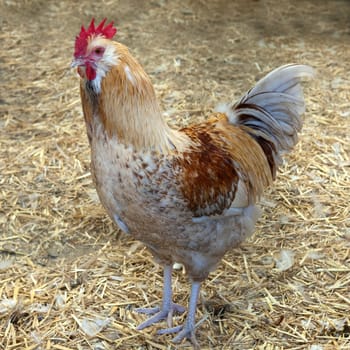 Lachshuhn, Haushuhnrasse