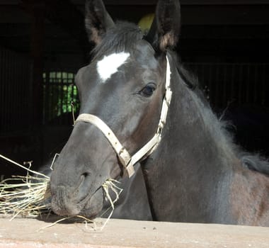 Pferd  Pferdekopf  Stall