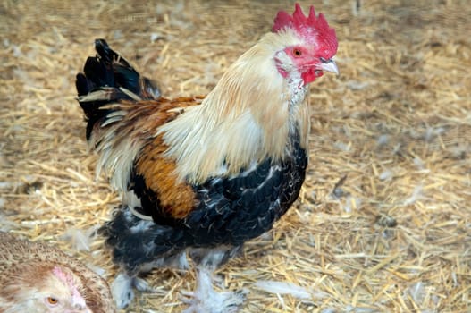 Lachshuhn, Haushuhnrasse