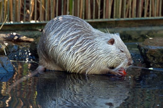 Nutria,Myocastor,coypus,Beaver Rat