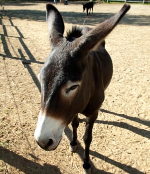 Poitou Esel, Poitou-Esel, Esel  Equus, asinus
