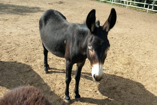 Poitou-Esel, Esel  Equus, Haustier