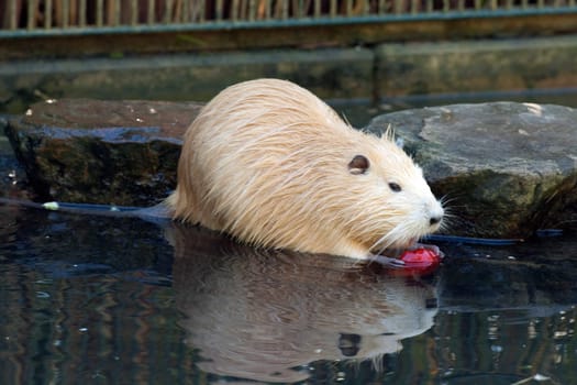 Nutria,Myocastor,coypus,Beaver Rat