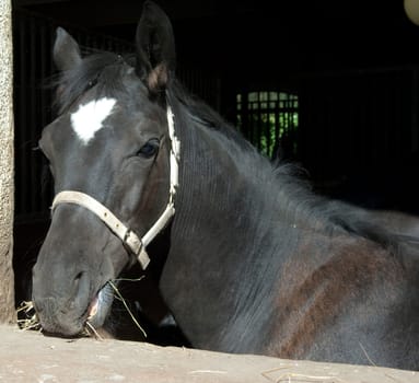 Pferd  Pferdekopf  Stall