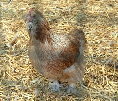 Lachshuhn, Haushuhnrasse, Legehuehner
