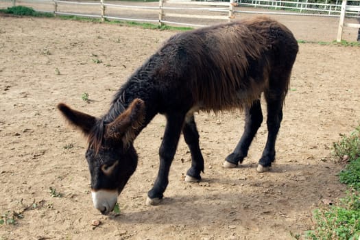 Poitou-Esel, Esel  Equus, Haustier