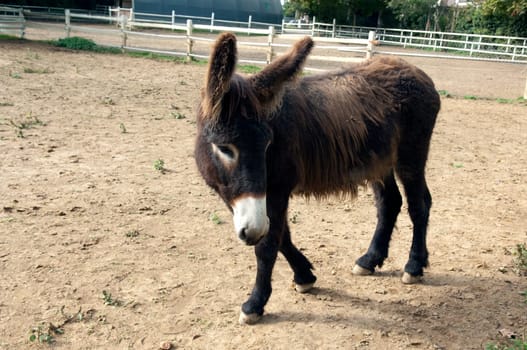 Poitou-Esel, Esel  Equus, Haustier