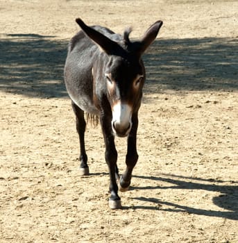Poitou Esel, Poitou-Esel, Esel  Equus, asinus