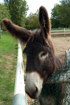 Poitou-Esel, Esel  Equus, Haustier