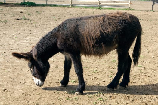 Poitou-Esel, Esel  Equus, Haustier