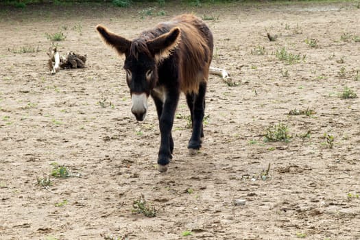 Poitou-Esel, Esel  Equus, Haustier