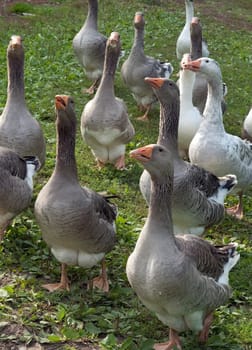 Pommerngaense