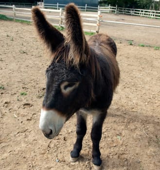 Poitou-Esel, Esel  Equus, Haustier