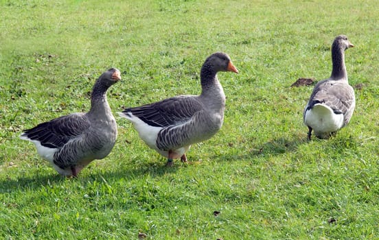 Pommerngaense, Ruegener, Gans