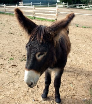 Poitou-Esel, Esel  Equus, Haustier