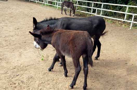 Poitou-Esel, Esel  Equus, Haustier