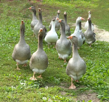 Pommerngaense