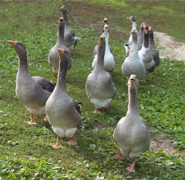 Pommerngaense