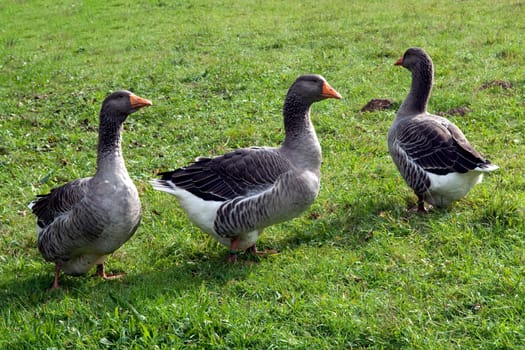 Pommerngaense, Ruegener, Gans