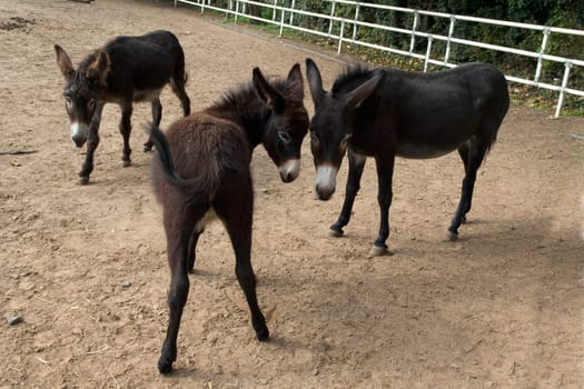 Poitou-Esel, Esel  Equus, Haustier