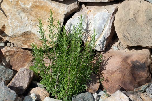 Rosmarin  Rosmarinus Officinalis  Strauch