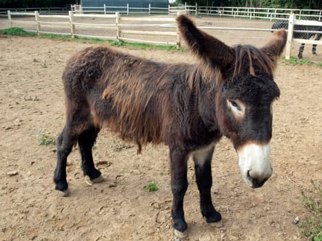 Poitou-Esel, Esel  Equus, Haustier